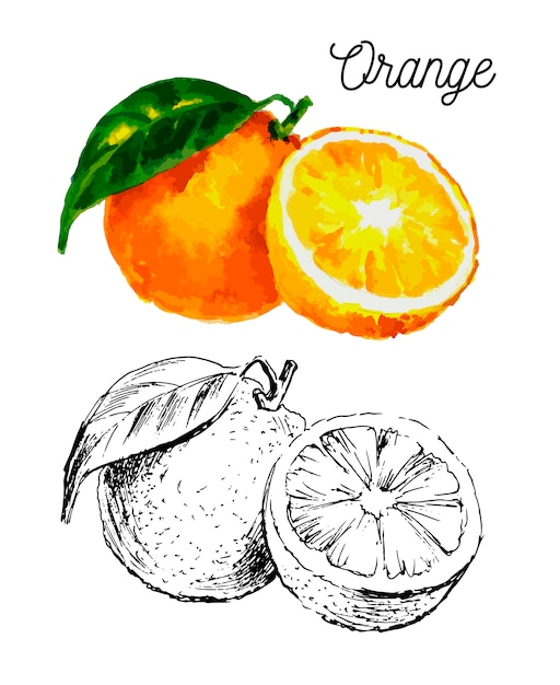 手は 白い背景の水彩画を描いた フルーツオレンジのイラスト プレミアムベクター