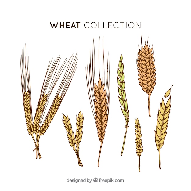 Free Vector | Hand drawn wheat collection