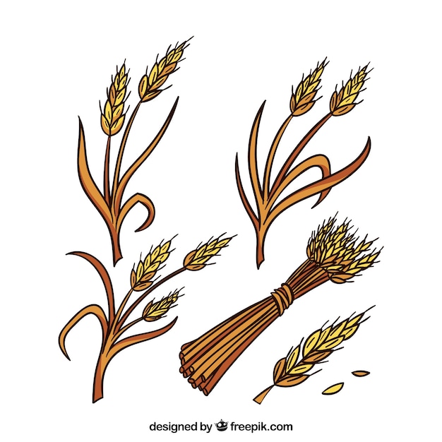 Free Vector | Hand drawn wheat collection