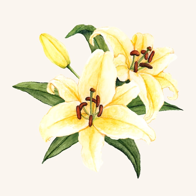 Download Hand drawn white lily flower isolated Vector | Free Download