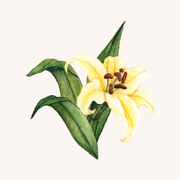 Free Free 327 Lily Flower Svg Free SVG PNG EPS DXF File