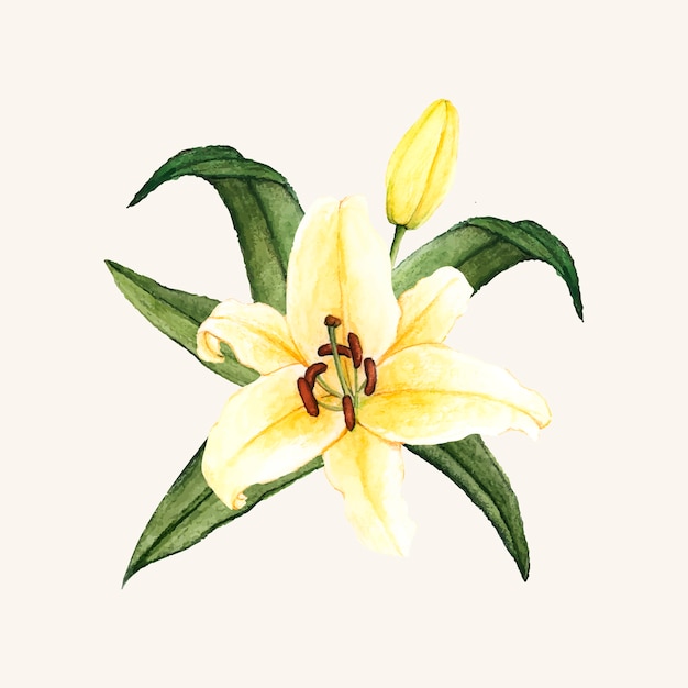 Download Free Vector | Hand drawn white lily flower isolated
