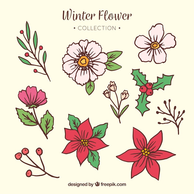 Free Vector Hand drawn winter flower collection