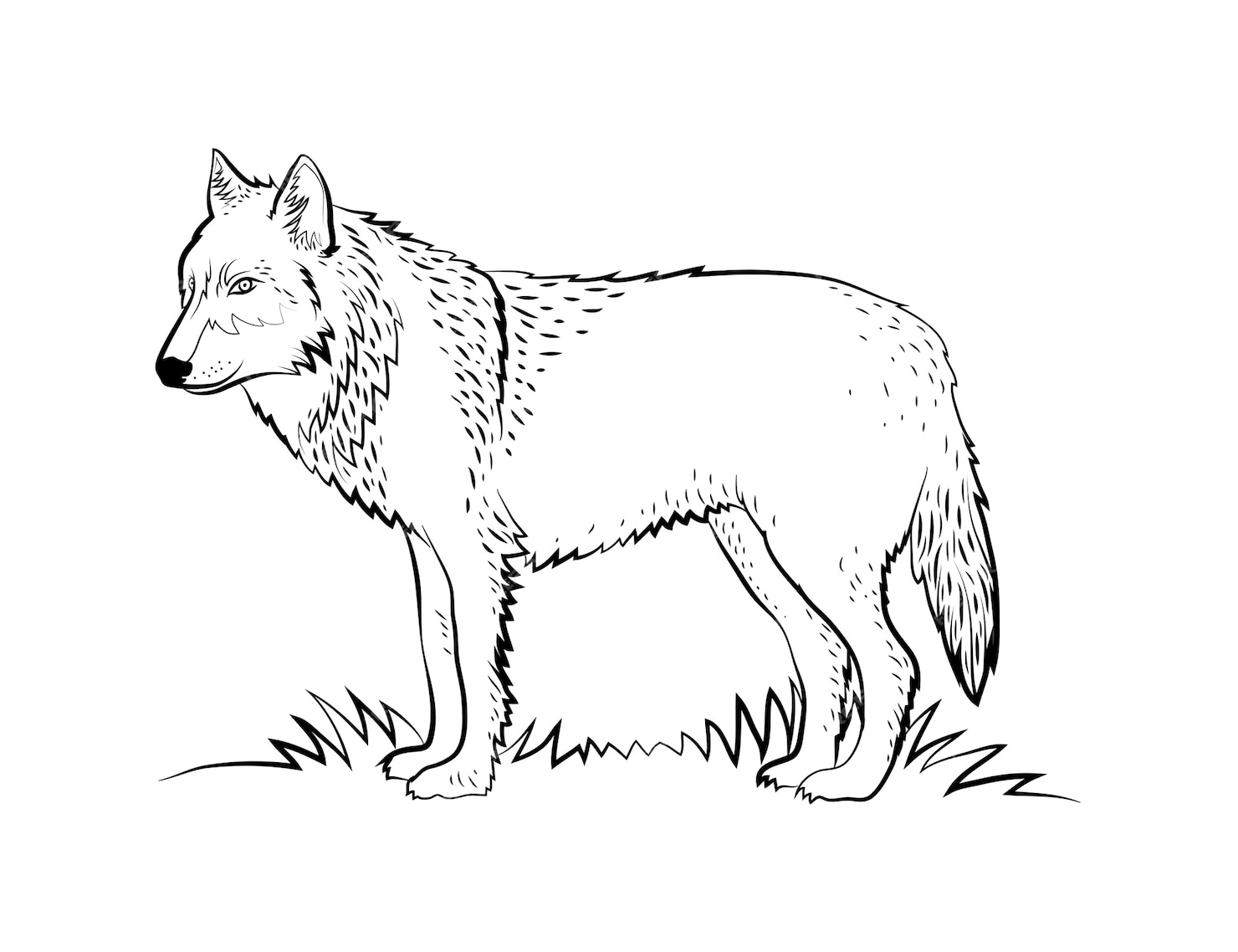 Free Vector | Hand drawn wolf outline illustration
