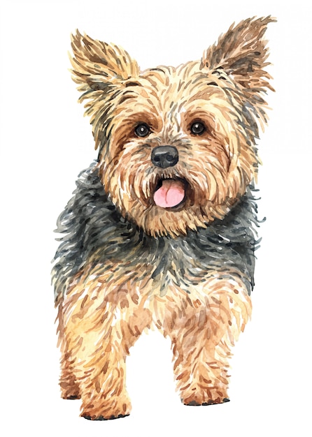 Download Premium Vector | Hand drawn yorkshire terrier watercolor dog.