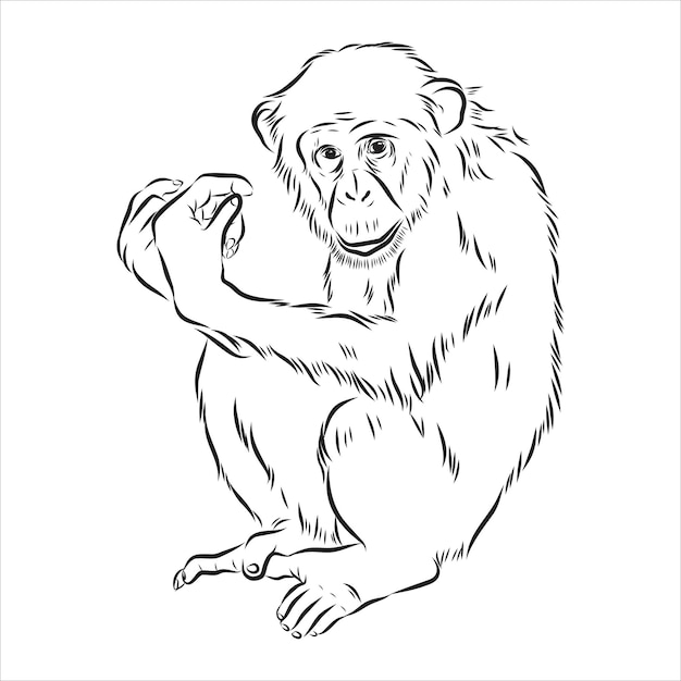 Premium Vector | Hand drawn young chimpanzee vector illustration ...