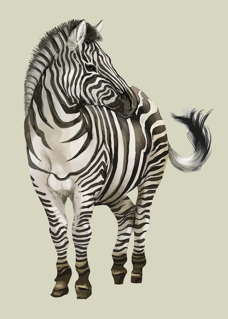 Download Hand drawn zebra | Free Vector