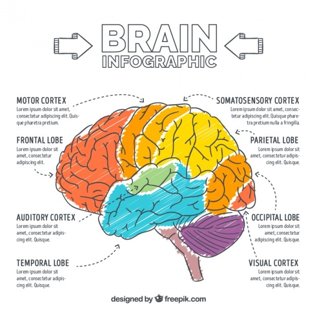 Download Free Vector | Hand-painted brain infographic