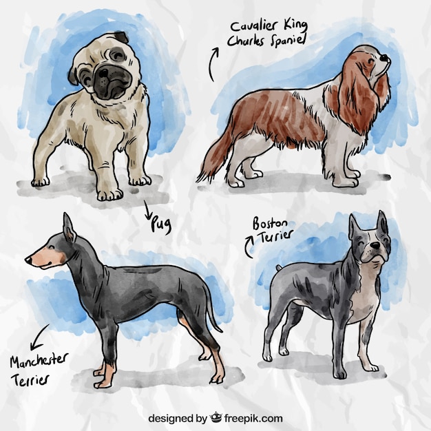 Hand painted dog breeds