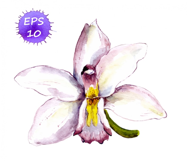 Premium Vector | Hand painted flower of white orchid. vector