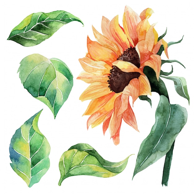 Download Hand painted watercolor set of sunflower and leaves Vector ...