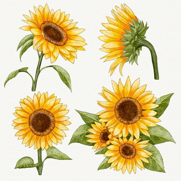 Download Free Vector | Hand painted watercolor sunflowers collection