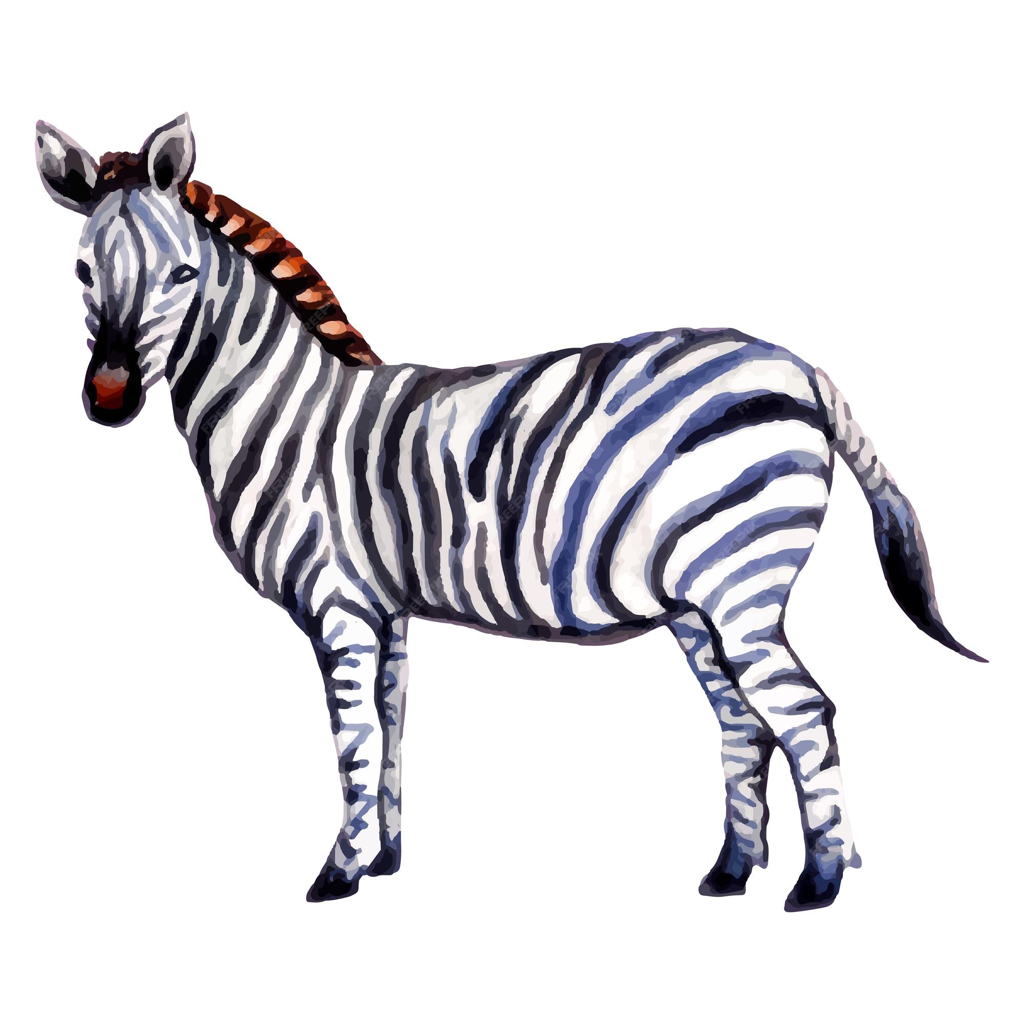 Premium Vector Hand Painted Watercolor Zebra Illustration