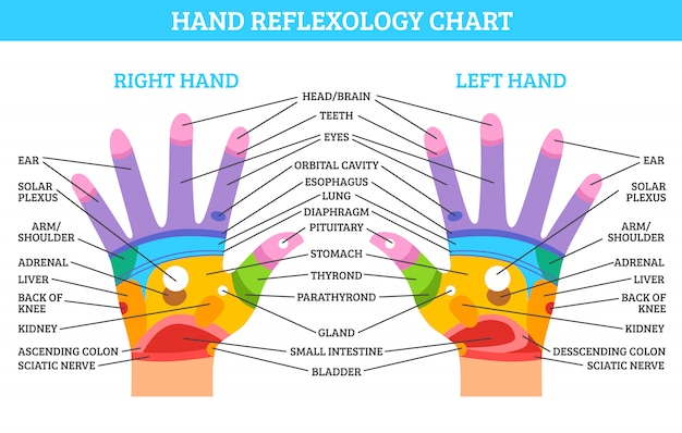 Free Vector | Hand reflexology chart