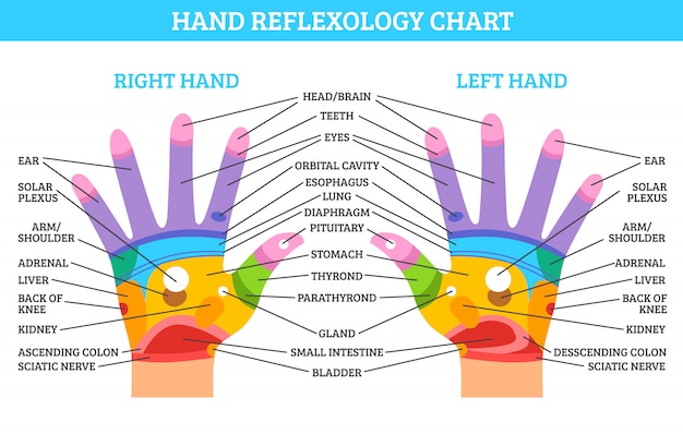 Reflexology Chart Stomach