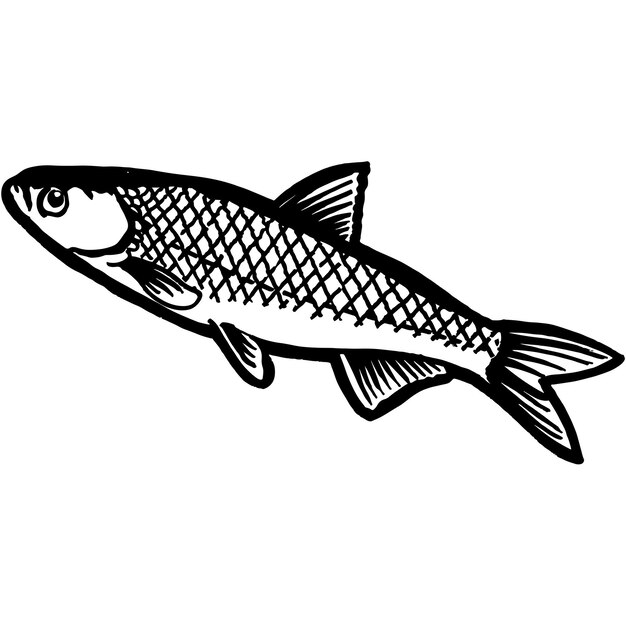 premium-vector-hand-sketched-bleak-fish-vector