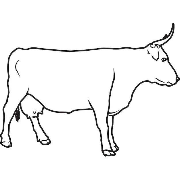 Premium Vector | Hand sketched hand drawn american devon cow vector