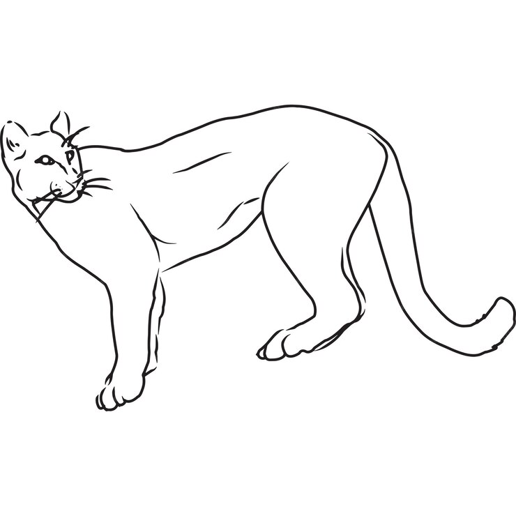 Premium Vector | Hand sketched hand drawn cougar vector