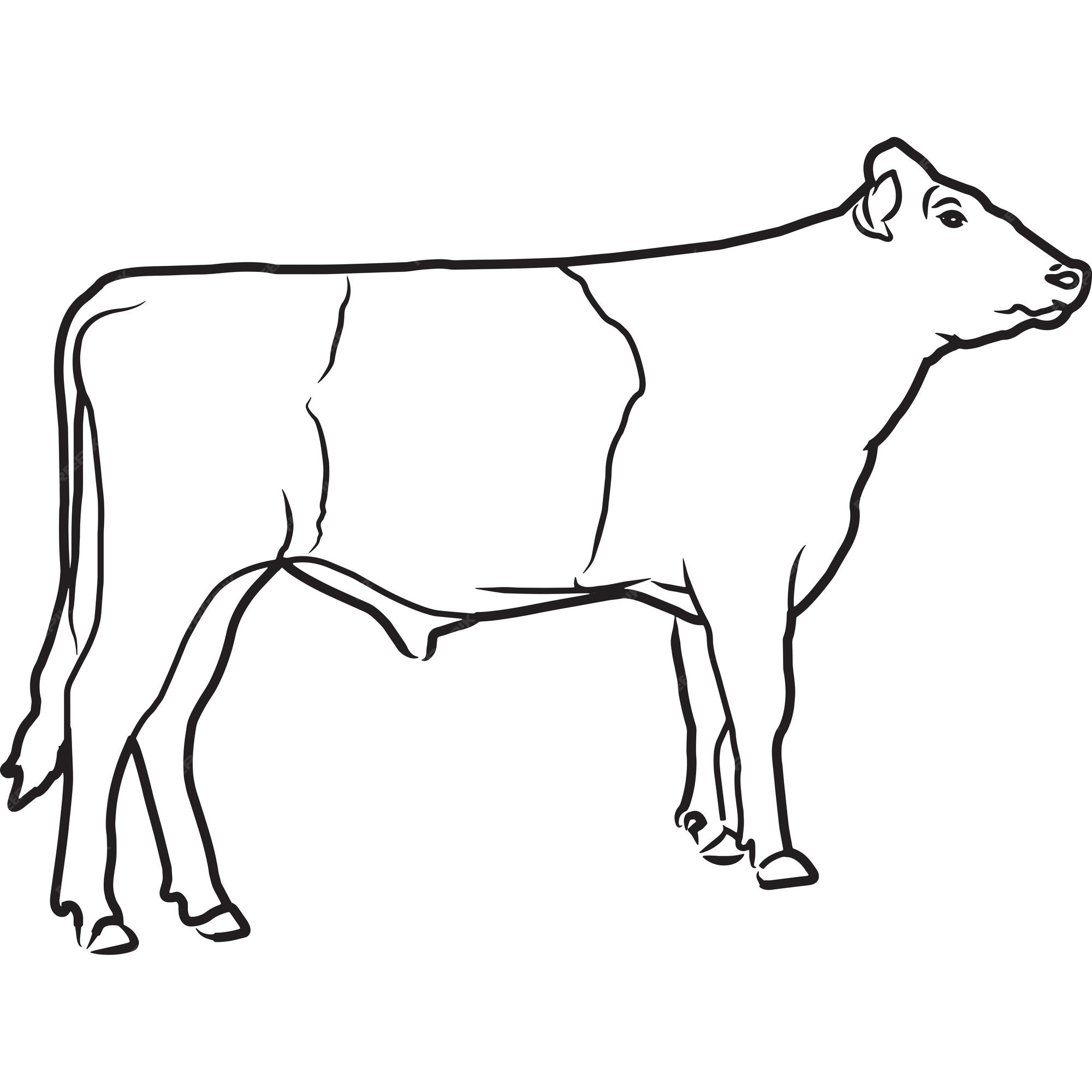 Premium Vector | Hand sketched hand drawn dutch belted cow vector