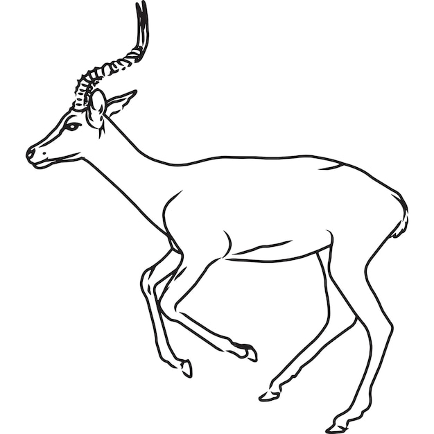 Premium Vector | Hand sketched, hand drawn impala vector