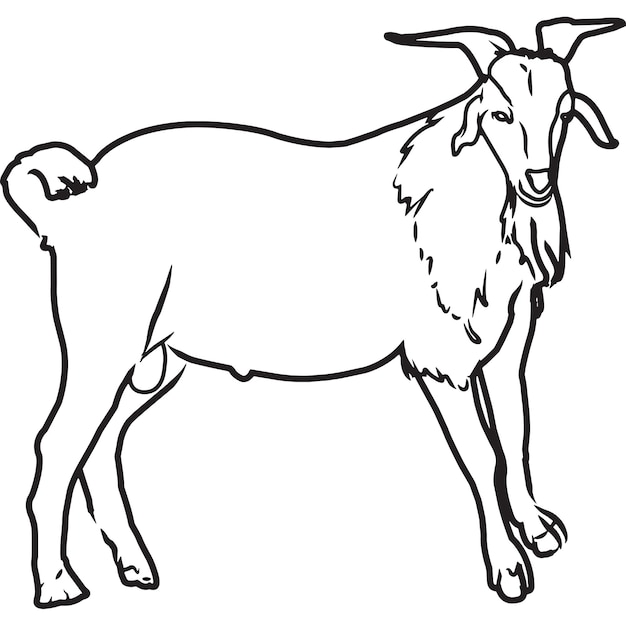 Premium Vector | Hand sketched hand drawn kiko goat vector