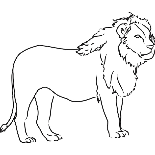 Premium Vector | Hand sketched hand drawn lion vector