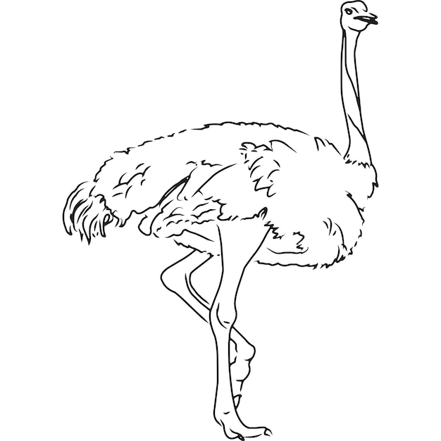 Premium Vector | Hand sketched, hand drawn ostrich vector