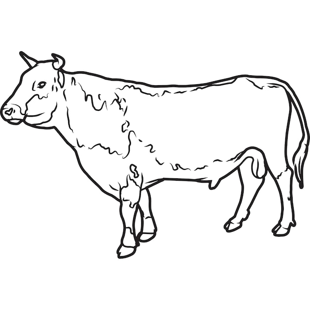 Premium Vector | Hand sketched hand drawn randall bull vector