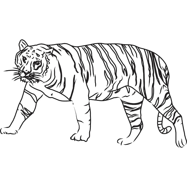 Premium Vector | Hand sketched hand drawn tiger vector