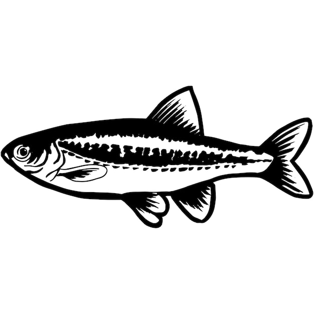 Premium Vector Hand sketched minnow fish vector