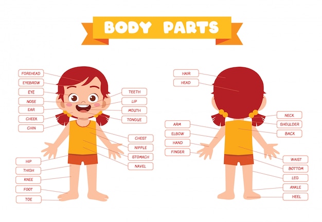 Happy cute kid girl body part anatomy Premium Vector