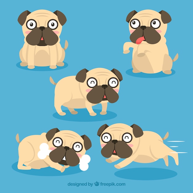Happy pugs with modern style