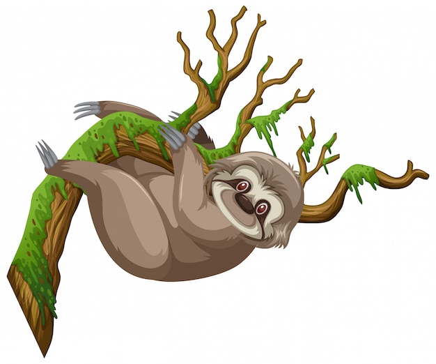 Happy sloth hanging on the branch on white | Premium Vector