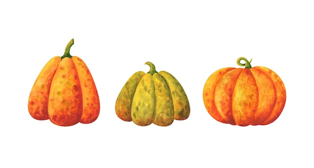 熟したカボチャの収穫 秋野菜のイラストのセット プレミアムベクター