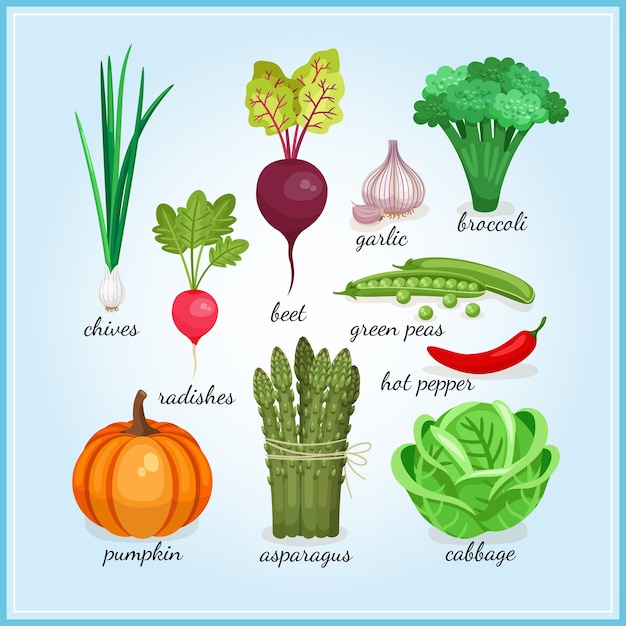チャイブ大根ニンニクブロッコリーカボチャアスパラガスとキャベツ色のベクトルイラストを含む名前を持つ健康的な新鮮な野菜のアイコン 無料のベクター