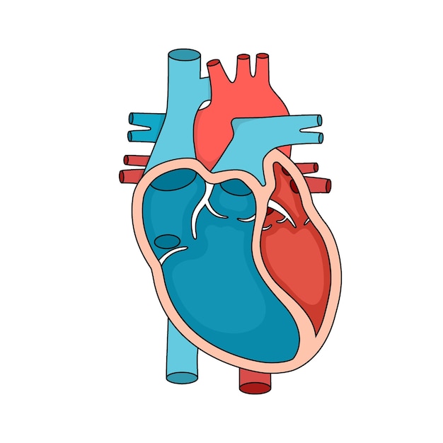 心臓の解剖学のクローズアップ人間の心臓の断面図 プレミアムベクター