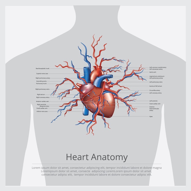 Heart anatomy illustration | Free Vector