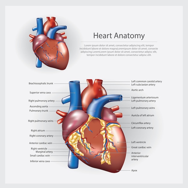 心臓解剖学のベクトル図 プレミアムベクター