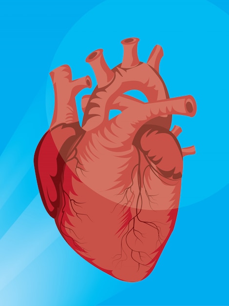 Free Free Heart Organ Svg 710 SVG PNG EPS DXF File