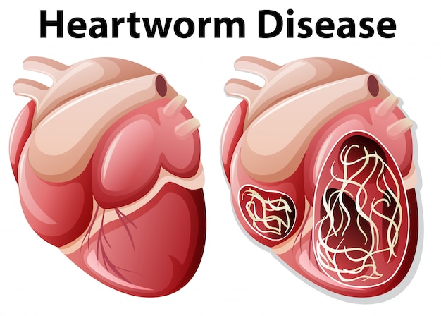 How do dogs get heartworm