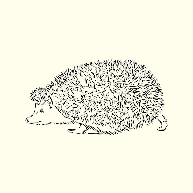 Premium Vector | Hedgehog Sketch Drawing Isolated On White Background ...