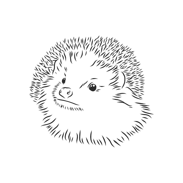 Premium Vector | Hedgehog Sketch Drawing Isolated On White Background ...