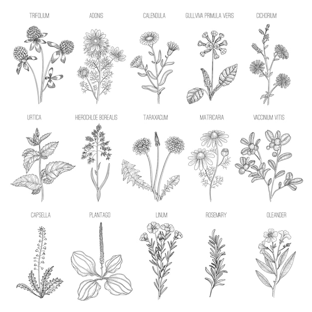Premium Vector | Herbs collection. medical healthy flowers and herbs ...