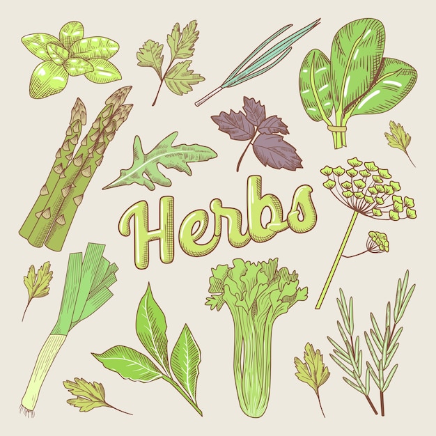 Premium Vector Herbs hand drawn doodle. organic natural food