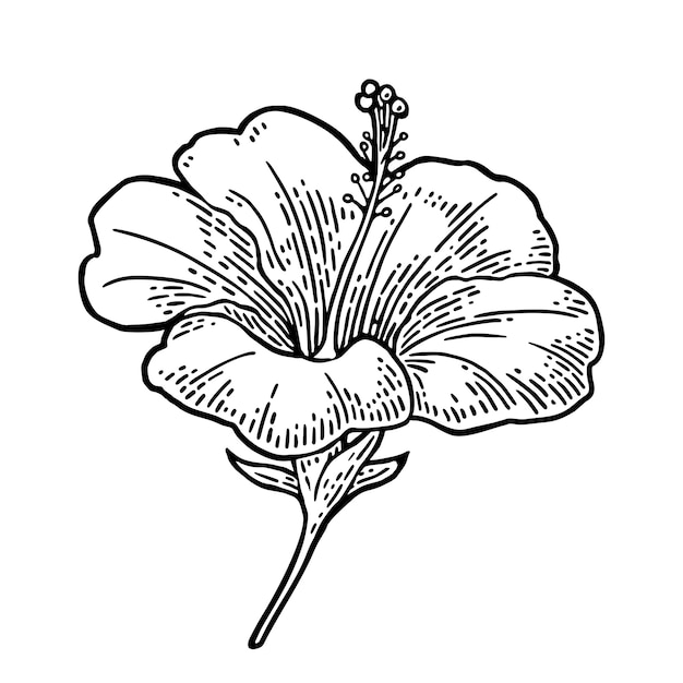 ハイビスカスの花 黒白い背景の上のヴィンテージのイラストを彫刻 プレミアムベクター
