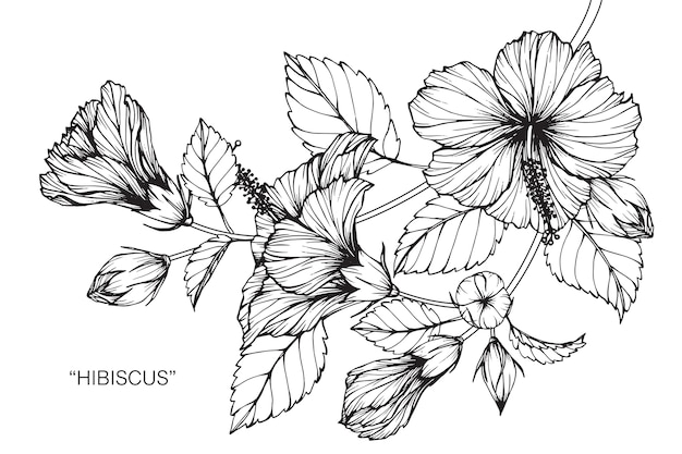 Free Free 127 Hibiscus Flower Outline Svg SVG PNG EPS DXF File