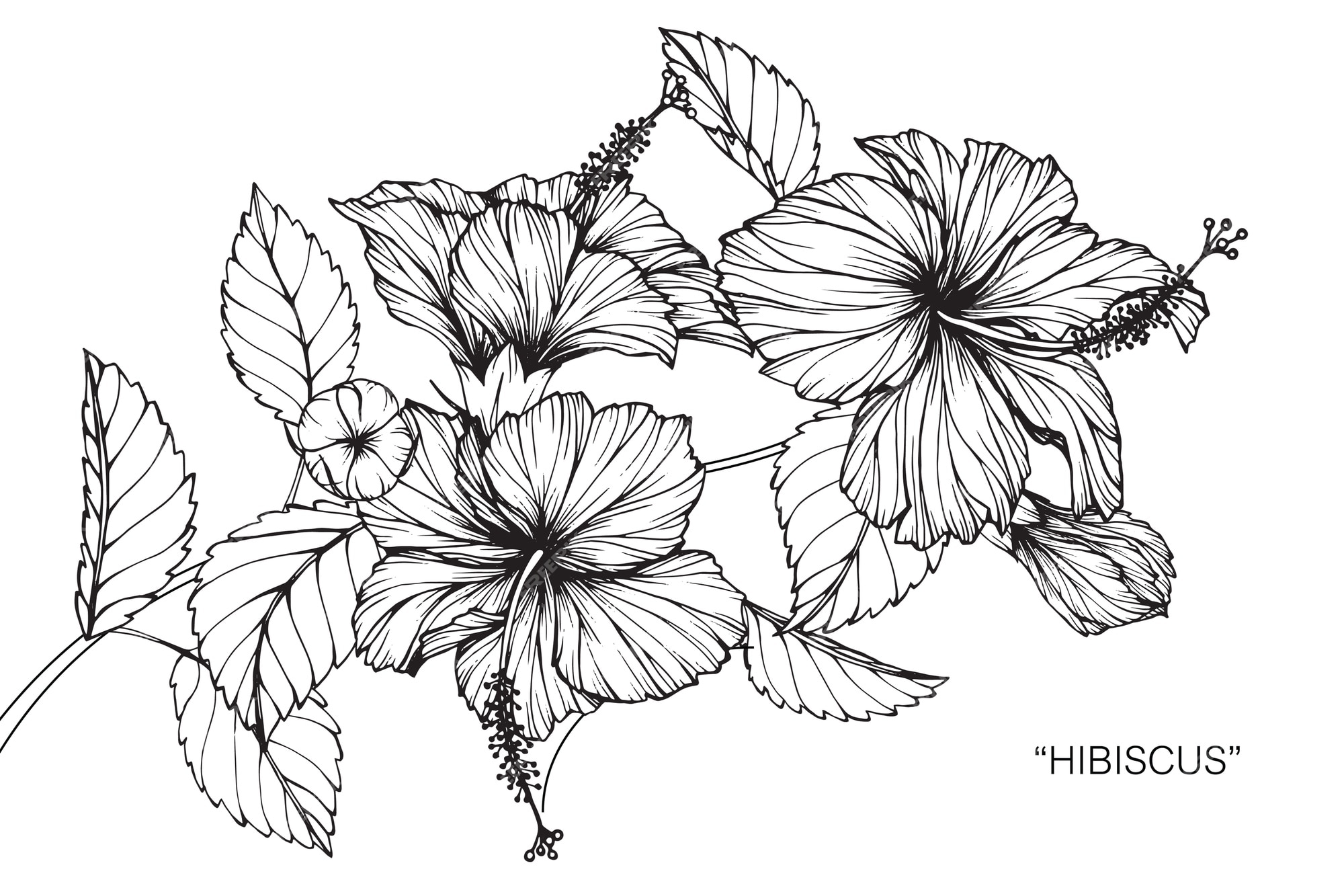 Premium Vector | Hibiscus flower drawing illustration