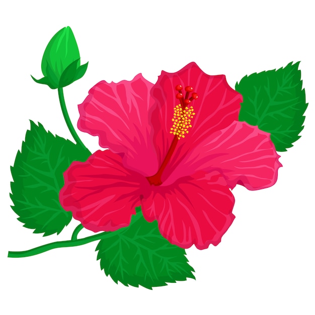 Premium Vector Hibiscus Flower