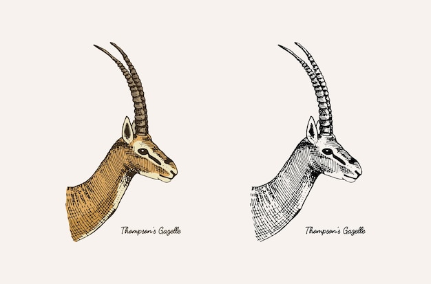 角と枝角の動物インパラガゼルとクーズーのダマジカ プレミアムベクター