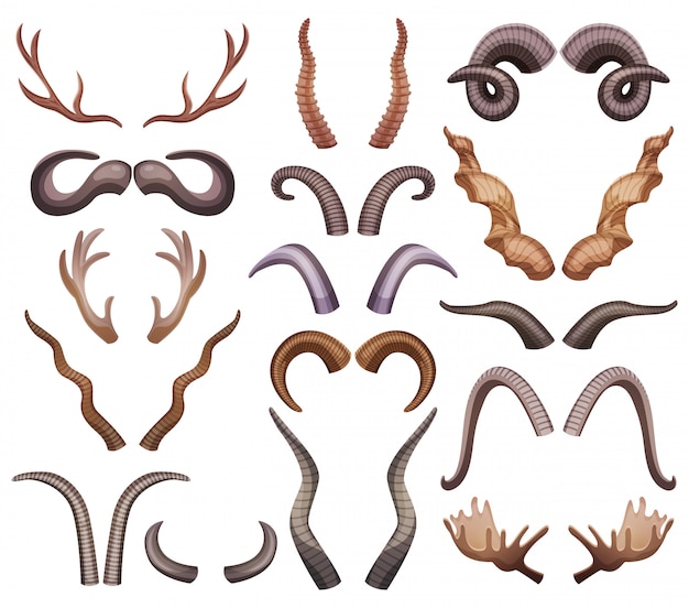Different Types Of Animal Horns